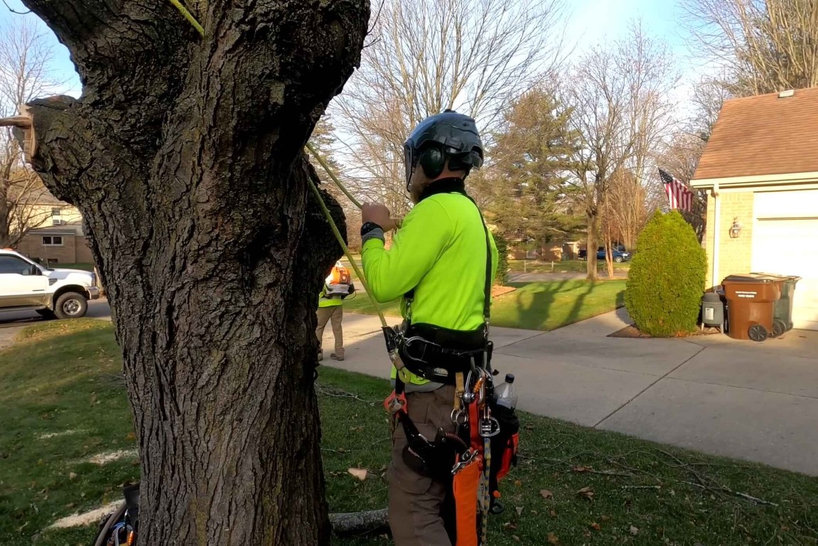 Certified arborist inspecting tree for removal assessment in Queen Creek neighborhood