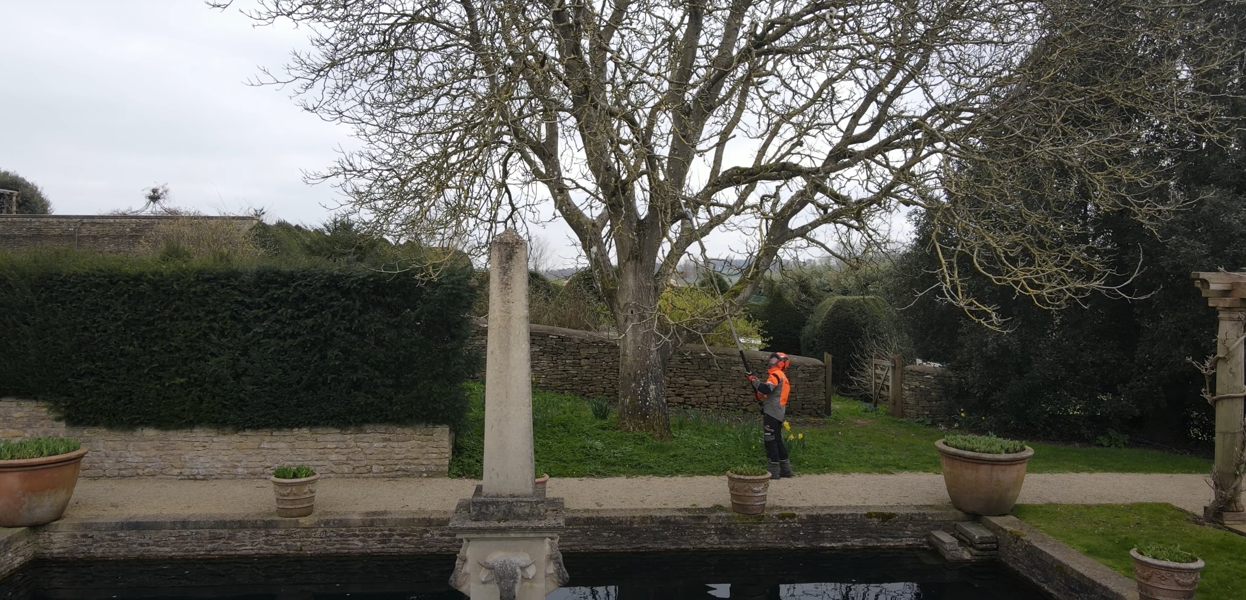 Professional arborist trimming tree branches in Queen Creek, AZ