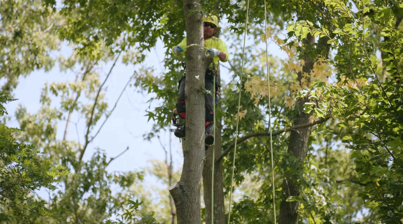 Professional tree climber performing seasonal tree trimming in Queen Creek